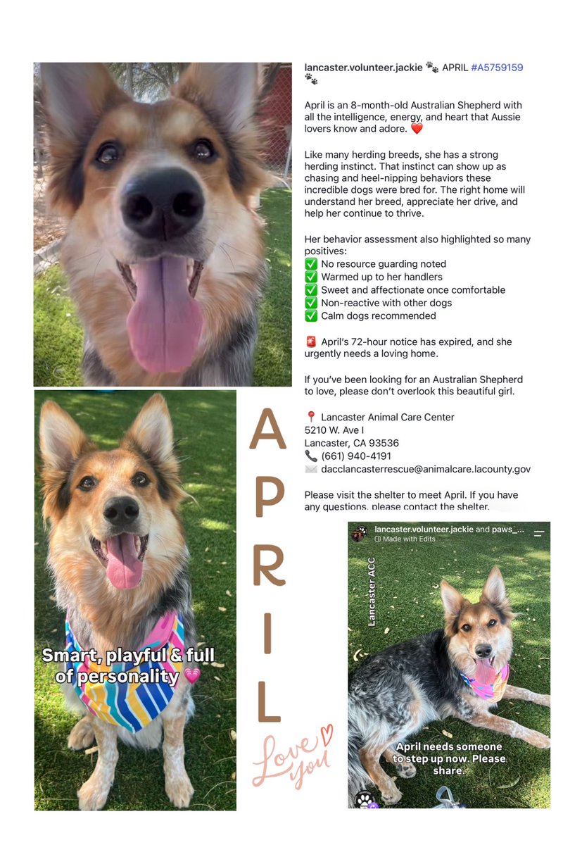 SarahjaneGille1's tweet photo. 9/28 More URGRNCY ‼️ We have a TRIO All Available #AustralianCattle Dogs 🇦🇺 3 slides a
🦘APRIL 🆔 #A5759259  Female 8m old 2 extra slides posted earlier entered 9/14
🦘QUITEN 🆔 #A5800719  Male 8m entered 9/13
🦘GRAHAM 🆔 #A580718 Male 10m entered 9/13
 They are available @AnimaLancaster #california 
#REPOST 🟰 #SAVING 
All dogs need to be seen noticed viewed liked attention promoted #SHARE This breed is finding its way more & more in shelters UNDERSTAND BREEDS 
Contact:
5210 West Avenue I Lancaster, CA 93536 (661) 940-4191 acclancaster@animalcare.lacounty.gov
@mapleveewesem @SabaMekaZeus @LilaFlw @Iza_2021 @Timber_MT @RLA_1976 @itsadogslifersq @Iza_2021 @SueGillmeister @MarjonQ17isBACK @Rachian14148371
3 slides ⬇️➡️