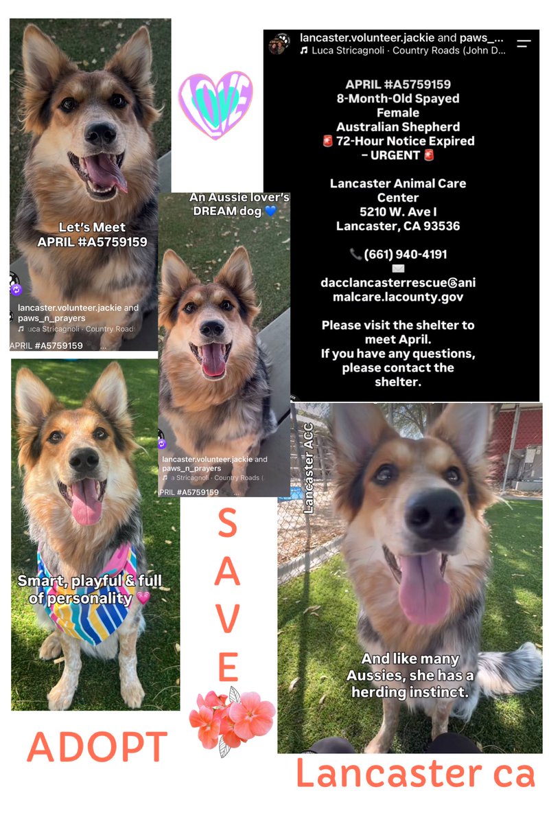 SarahjaneGille1's tweet photo. 9/28 More URGRNCY ‼️ We have a TRIO All Available #AustralianCattle Dogs 🇦🇺 3 slides a
🦘APRIL 🆔 #A5759259  Female 8m old 2 extra slides posted earlier entered 9/14
🦘QUITEN 🆔 #A5800719  Male 8m entered 9/13
🦘GRAHAM 🆔 #A580718 Male 10m entered 9/13
 They are available @AnimaLancaster #california 
#REPOST 🟰 #SAVING 
All dogs need to be seen noticed viewed liked attention promoted #SHARE This breed is finding its way more & more in shelters UNDERSTAND BREEDS 
Contact:
5210 West Avenue I Lancaster, CA 93536 (661) 940-4191 acclancaster@animalcare.lacounty.gov
@mapleveewesem @SabaMekaZeus @LilaFlw @Iza_2021 @Timber_MT @RLA_1976 @itsadogslifersq @Iza_2021 @SueGillmeister @MarjonQ17isBACK @Rachian14148371
3 slides ⬇️➡️