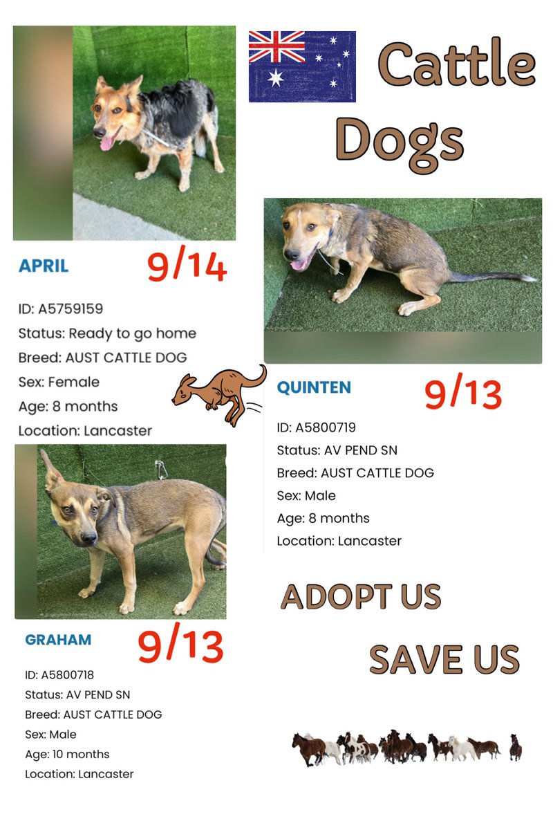 SarahjaneGille1's tweet photo. 9/28 More URGRNCY ‼️ We have a TRIO All Available #AustralianCattle Dogs 🇦🇺 3 slides a
🦘APRIL 🆔 #A5759259  Female 8m old 2 extra slides posted earlier entered 9/14
🦘QUITEN 🆔 #A5800719  Male 8m entered 9/13
🦘GRAHAM 🆔 #A580718 Male 10m entered 9/13
 They are available @AnimaLancaster #california 
#REPOST 🟰 #SAVING 
All dogs need to be seen noticed viewed liked attention promoted #SHARE This breed is finding its way more & more in shelters UNDERSTAND BREEDS 
Contact:
5210 West Avenue I Lancaster, CA 93536 (661) 940-4191 acclancaster@animalcare.lacounty.gov
@mapleveewesem @SabaMekaZeus @LilaFlw @Iza_2021 @Timber_MT @RLA_1976 @itsadogslifersq @Iza_2021 @SueGillmeister @MarjonQ17isBACK @Rachian14148371
3 slides ⬇️➡️