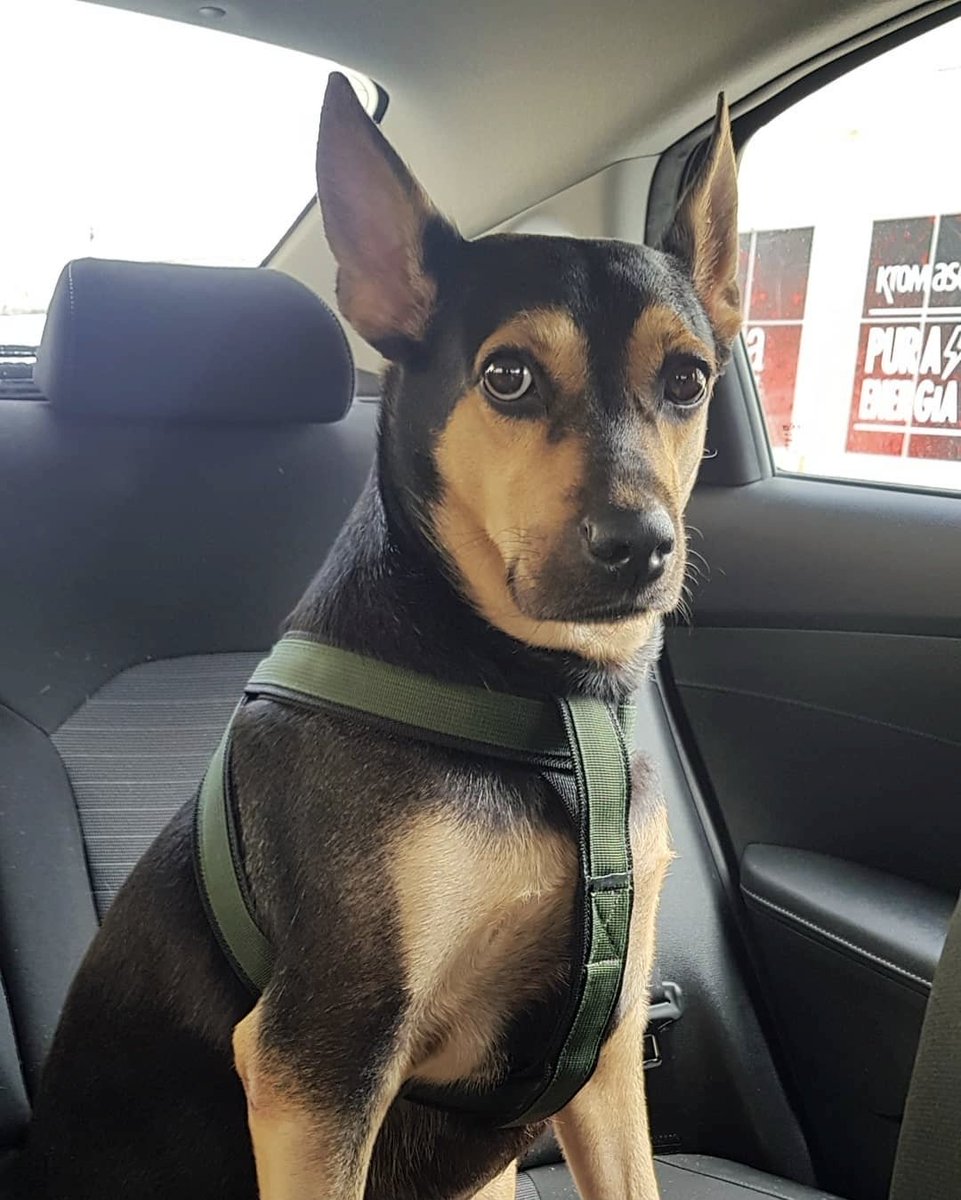 SencilloCorazon's tweet photo. A veces creemos que nosotros salvamos a nuestros perros, pero en realidad hay momentos en que son ellos quienes nos salvan a nosotros.

Un perro no necesita promesas ni palabras. 
Solo necesita saber que estás a su lado.

Pouppee  te amo 💖
Un besito al cielo... https://t.co/1E9DA5RXGf