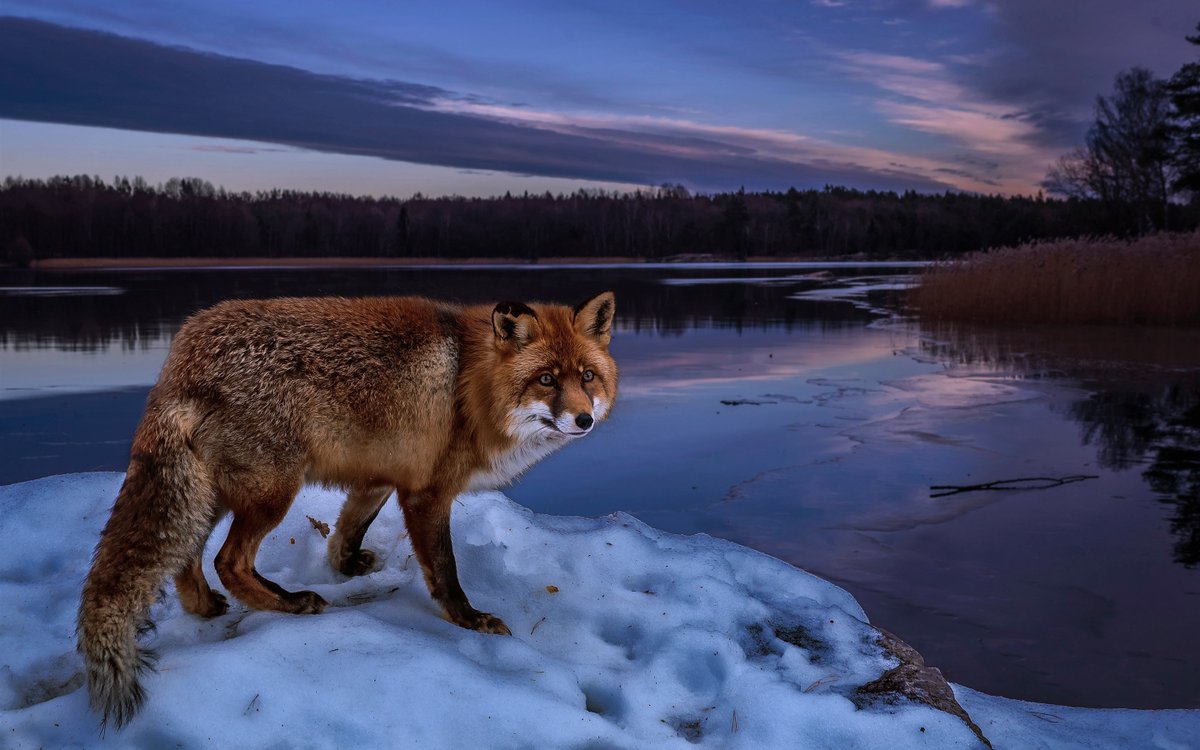 iam_bettryk_938's tweet photo. Clever as a sly fox, the night is young—joy's stolen first glance shines bright. https://t.co/8oX8Kq0bE8