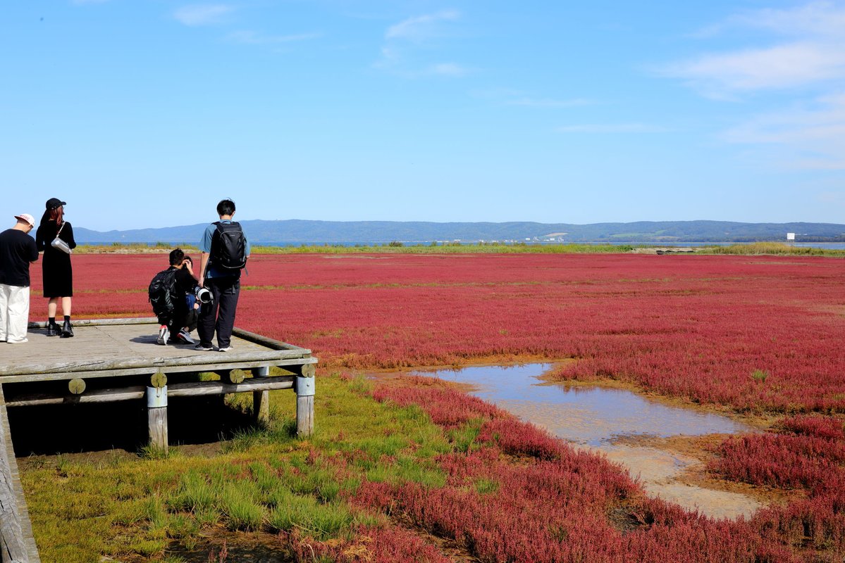 kawatabi_hok's tweet photo. 【北海道の川を撮る! ~ 卯原内サンゴ草群落】
半澤カメラマンから、サンゴ草です。秋なんですね。
●元記事こちら→ https://t.co/YzwUVrAj2E
#かわたびほっかいどう #サンゴ草 #能取湖 #網走 #sango #notori #abashiri #dam #river #lake #hokkaido #hokkaidosgram #japanese #hokkaidolove https://t.co/dHZaRJbIyX