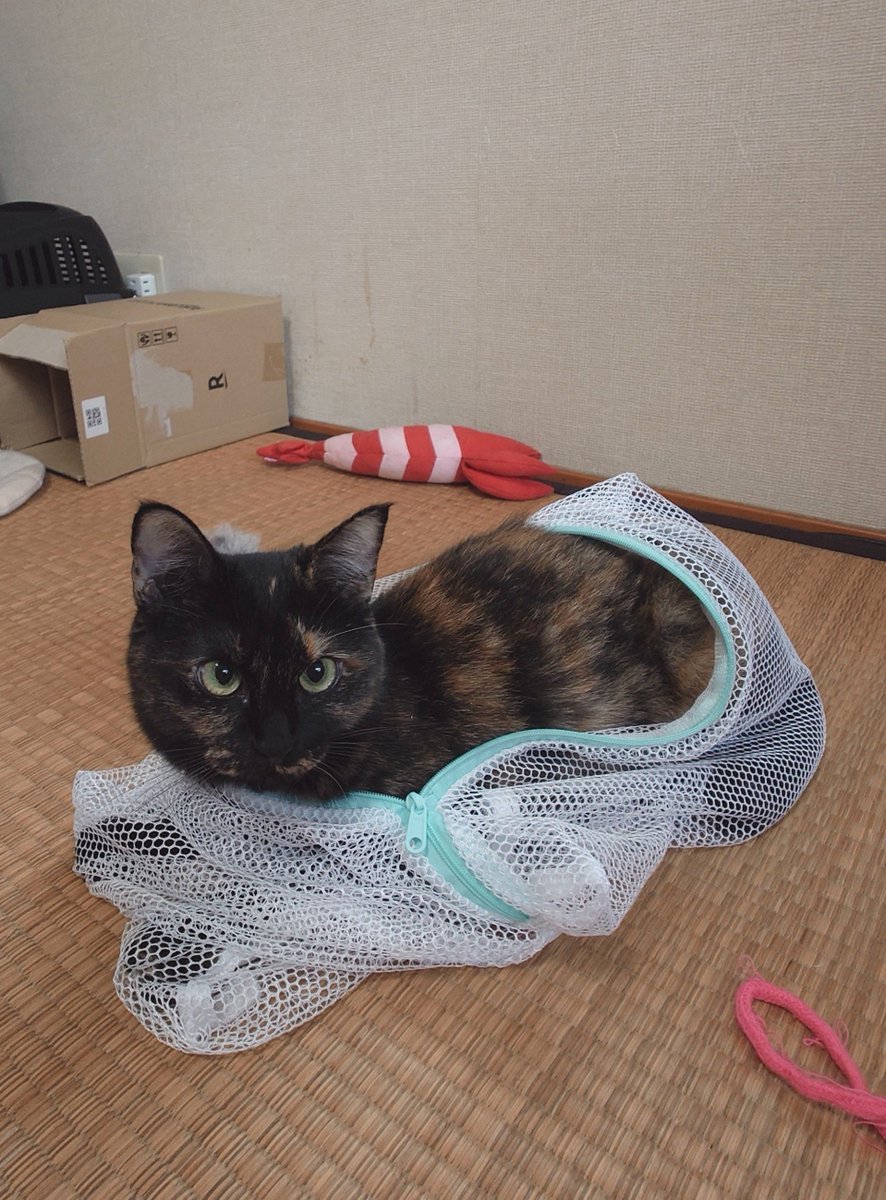 sabikosroom's tweet photo. 洗濯ネット大好きサビコさん
病院行く時いつもこれで拉致られてるのに、差し出すと絶対入るw https://t.co/C26FWV57Gu