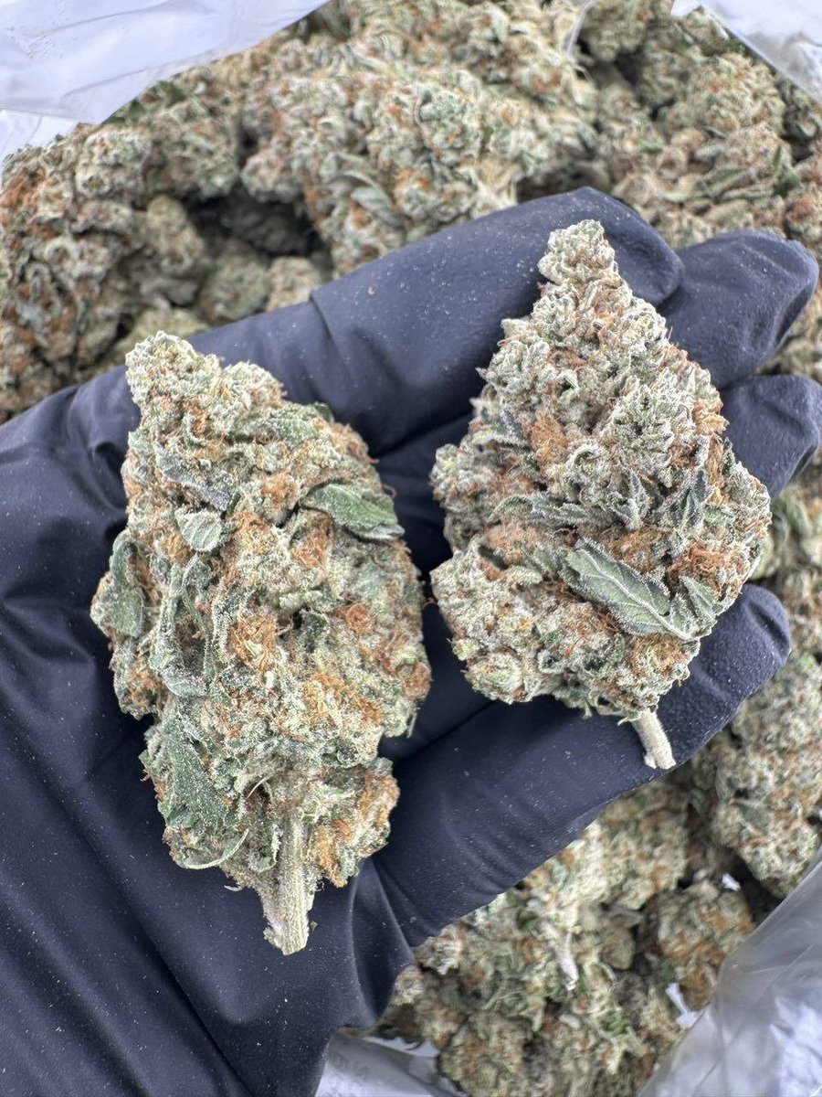 streetbreads's tweet photo. Pinnacle deps

$700p
#floridaweed #weedtwt #TXweed #davenportweed  #weedplug #budorlando #serving #plug #nyc #weedinorlando #cannabis #caliweed #texasplug #dfw #atlweed #atlplug #yart #za #dallasplug #dallasweed #mobile #carts #420usa #mesquite #organic https://t.co/JBJ0sKKzO7