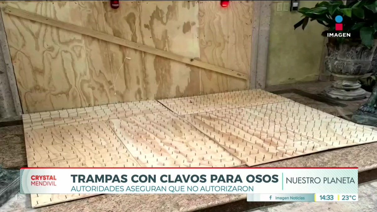 A news segment from "Imagen Noticias" showing wooden boards covered in sharp nails used as bear traps, with the headline "TRAMPAS CON CLAVOS PARA OSOS" and timestamp "14:33 23°C".