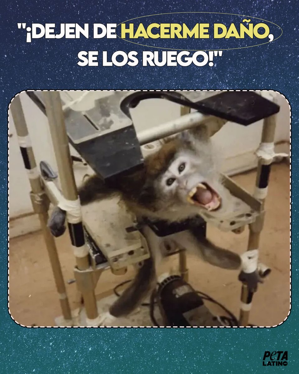 PETA_Latino's tweet photo. Puedes ver lo desesperados que estaban por escapar.💔
Más de 100.000 monos están siendo torturados en laboratorios mientras lees esto.

Ayúdanos a ACABAR con estas horribles pruebas en animales 👉https://t.co/K1ajVIfqwg https://t.co/9EF56ZOcVE