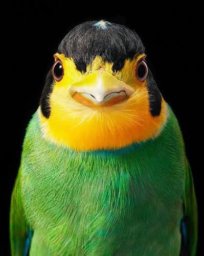 RockPigeonGuy's tweet photo. @sadsealkid https://t.co/OpfvLgvinb