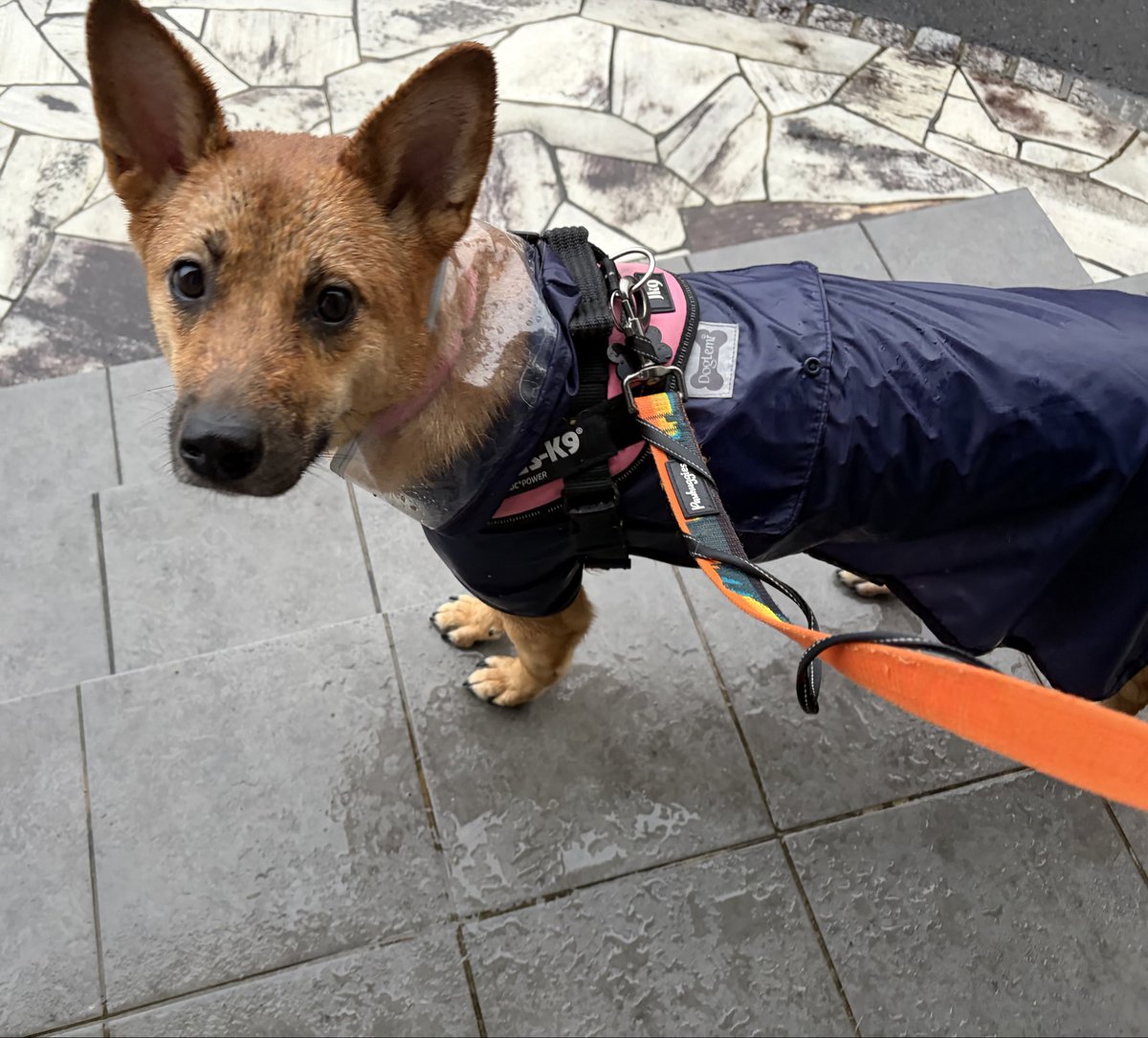 himemai1111's tweet photo. 今朝は結構な土砂降りで玄関から出たがらないユメ🤣💦

雨が強いせいか、なかなか💩せず
20分以上歩いてやっとした🐶

お疲れ様でした！よく頑張りました☔
ご褒美のおやつ✨

別犬のような毛並みになってる😂笑
#雑種犬ユメ #保護犬 #雑種犬 https://t.co/zZRoKZSbhy