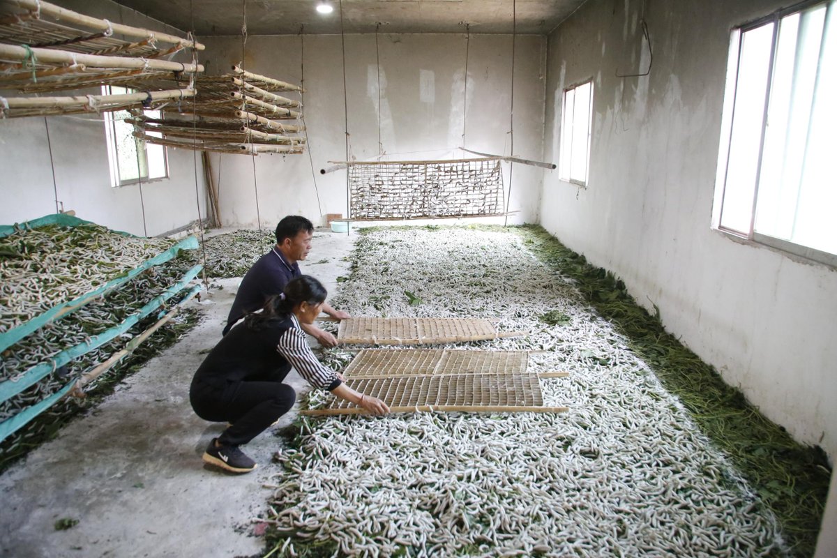 colton_749's tweet photo. [Trying the tricky craft of "扛蚕狙" today—mixing a traditional silk pest control trick with a fun twist! Super chill vibe!]， https://t.co/wlyvWCdFst