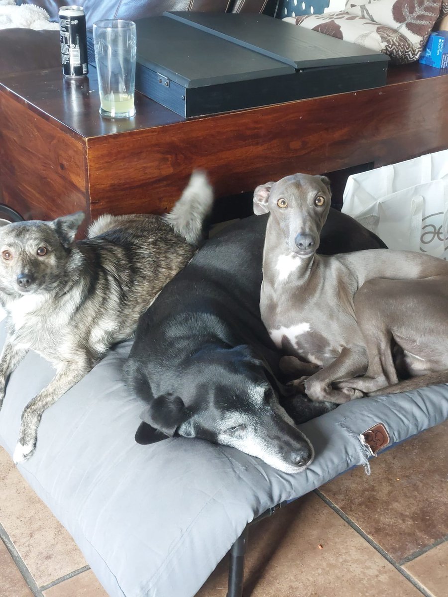 techsofter's tweet photo. Dogs, they instantaneously become as close and important as any family member.
#cherish https://t.co/iVzGqJvR4O