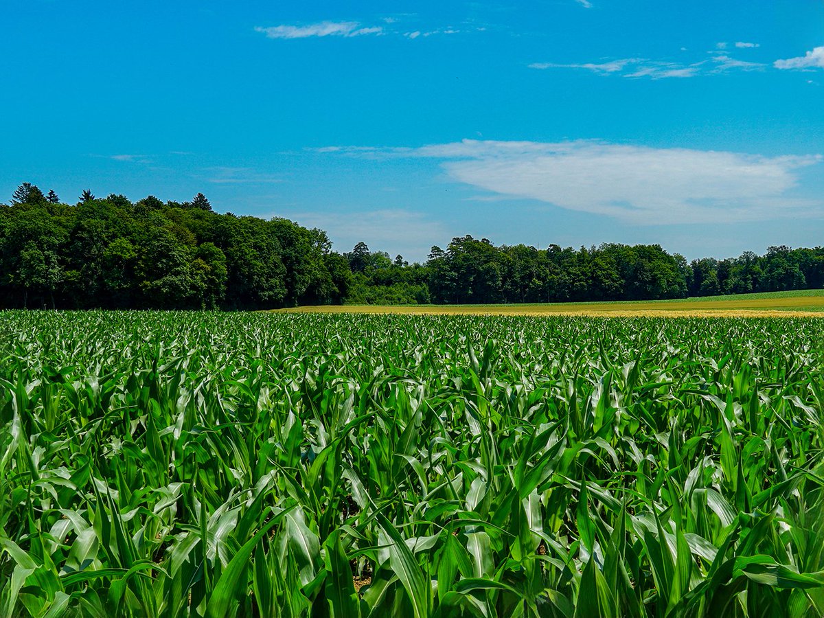 enogastroinfo's tweet photo. Foraggio, esenzione dal dazio prorogata
I dettagli della notizia sul nostro sito Web:
https://t.co/gkUgqFQZrp
#agricoltura #allevamento #dazi #foraggio #granoturco #siccità #svizzera https://t.co/TLetH95E3t