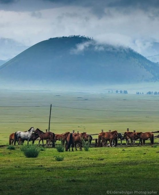 A landscape photograph showing a herd of horses gathered around a fence in a green grassy plain, with a mist-shrouded mountain rising in the background, watermarked '©Erdenebulgan Photographer'.