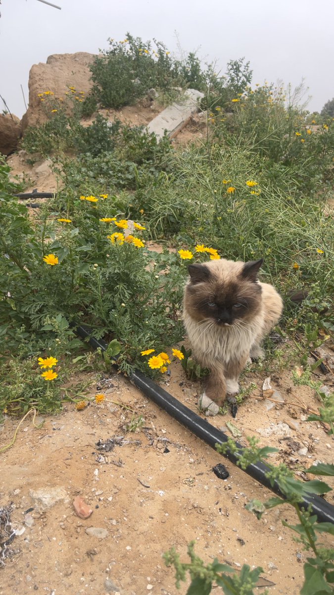 Mo7mmd30's tweet photo. Leo deserved more than two years of life.
He deserved to grow old with me.
But he was born in Gaza, and the war and famine took that chance away from him.

I love you, Leo. I wish this world had been kinder to you.
2023–2025 💔 https://t.co/KLZasEqpVF