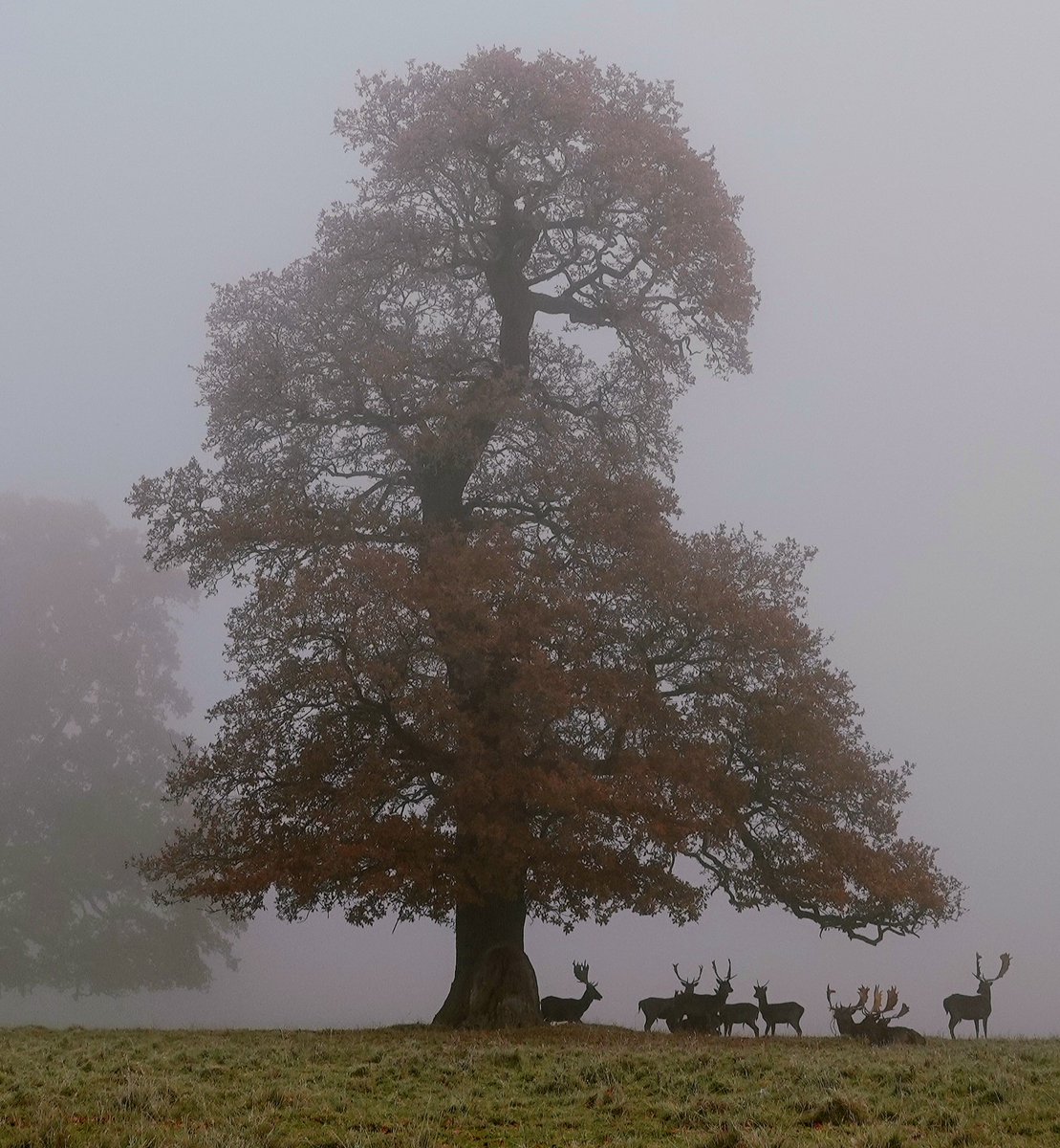 AdeysAlthorp's tweet photo. Autumnal. 
Conservation@althorp.com https://t.co/IrwdFP3BHH