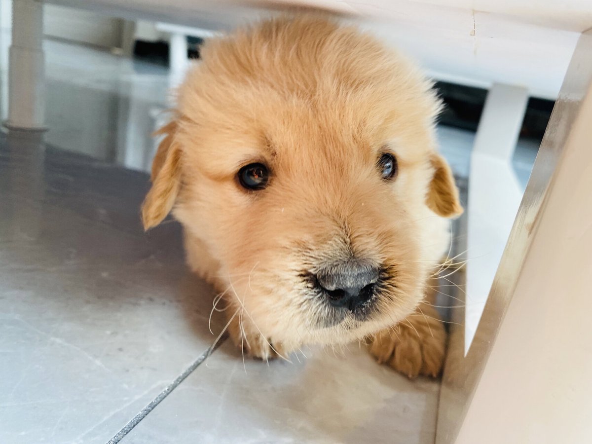 RickEdridg8dwl's tweet photo. Cute golden pup just hit his 6-month mark—watching him go from a tiny wobbly ball of fur to zooming around the yard is the best kind of magic  #PetGrowth #DogMomLife， https://t.co/RlzcHwV8ZI