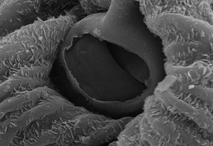Phytotaxa's tweet photo. Micromorphology of pollen grains, sepals, and fruits in the #CapparisSpinosa (#Capparaceae) from #Iran and its systematic implications
#taxonomy
https://t.co/Oit7s0uNQp https://t.co/nJxjiucR5T