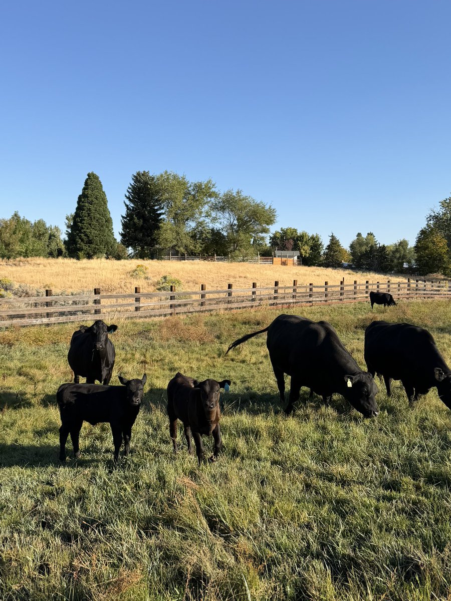 rubmywang's tweet photo. daily walk to see the cows https://t.co/tmqu2Zo2OI