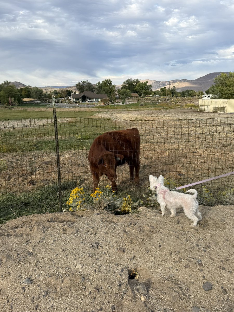 rubmywang's tweet photo. daily walk to see the cows https://t.co/tmqu2Zo2OI