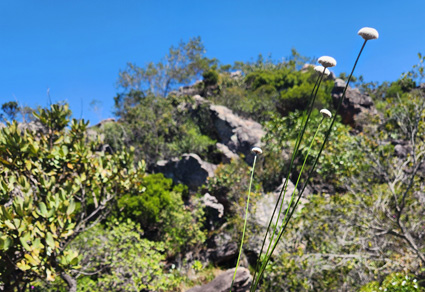 Phytotaxa's tweet photo. The varieties of Paepalanthus macrocaulon (#Eriocaulaceae) from the #ChapadaDiamantina (#Bahia, #Brazil) circumscribed as two distinct species
#taxonomy
https://t.co/pxnH31FKew https://t.co/yLDUGsvohH