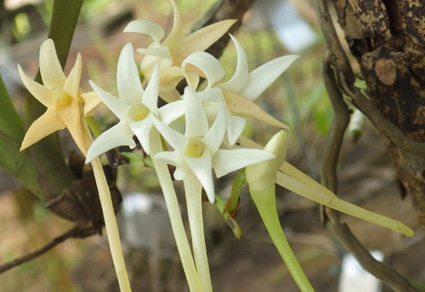 Phytotaxa's tweet photo. A cryptic new species in the Cyrtorchis ringens complex (#Orchidaceae, #Angraecinae)
#taxonomy
#newspecies
https://t.co/8RM076LMSp https://t.co/25yHlOBCFm