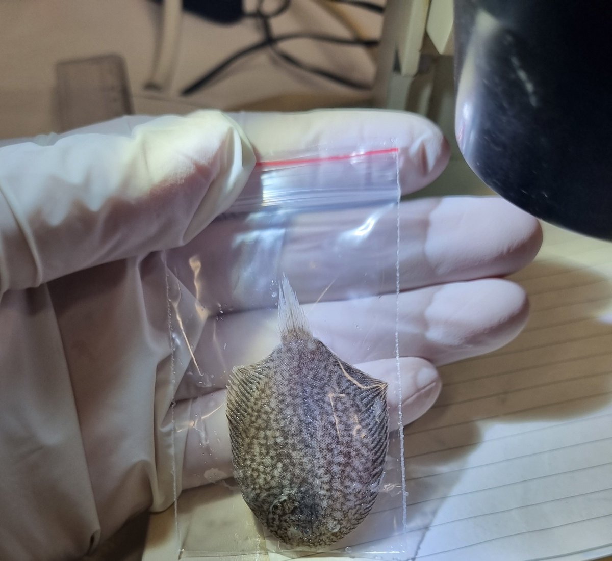 Hidet0shi1's tweet photo. Forget meth we are making suspicious fish in the lab now https://t.co/l691azzXR5