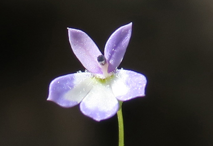 Phytotaxa's tweet photo. A new species of Solenopsis (#Campanulaceae) from Cyprus
#taxonomy
#newspecies
https://t.co/IW7m3Yi5sS https://t.co/SlXyfL4cBb
