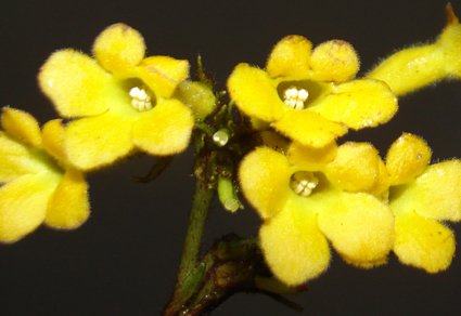 Phytotaxa's tweet photo. #Oreocharis tamdaoensis (#Gesneriaceae), a new species from #Vietnam
#taxonomy
#newspecies
https://t.co/15VMv9hhrR https://t.co/EvbQAnVLhJ