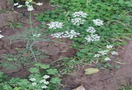 Phytotaxa's tweet photo. Elwendia stewartiana (#Nasir) Pimenov &amp; Kljuykov (#Apiaceae): Integrative Assessment of Intraspecific Variation in Jammu and Kashmir (#India)
#taxonomy
https://t.co/r4N9SKQBs9 https://t.co/KOKuKy6Ojq