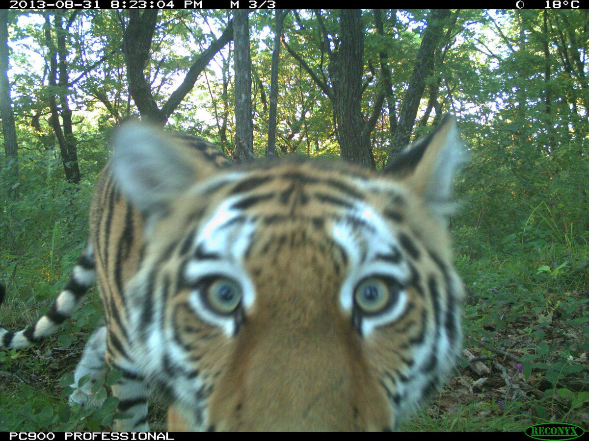 Trail_Cams's tweet photo. https://t.co/V2dssyXunQ
