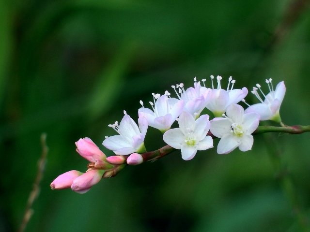 selfgriefcare's tweet photo. おはようございます☀️

今日の花は
「サクラタデ」🌸

🌿今日この花が
目に留まったあなたへ
「今日はひとつできれば十分。」🌈

全部を完璧にしなくて大丈夫🙆

大切なことをひとつできたら
それで◎✨

自分にやさしい一日を😊

#今日の花 #花占い 
#TLを花でいっぱいにしよう https://t.co/jt7u5Q6mNi