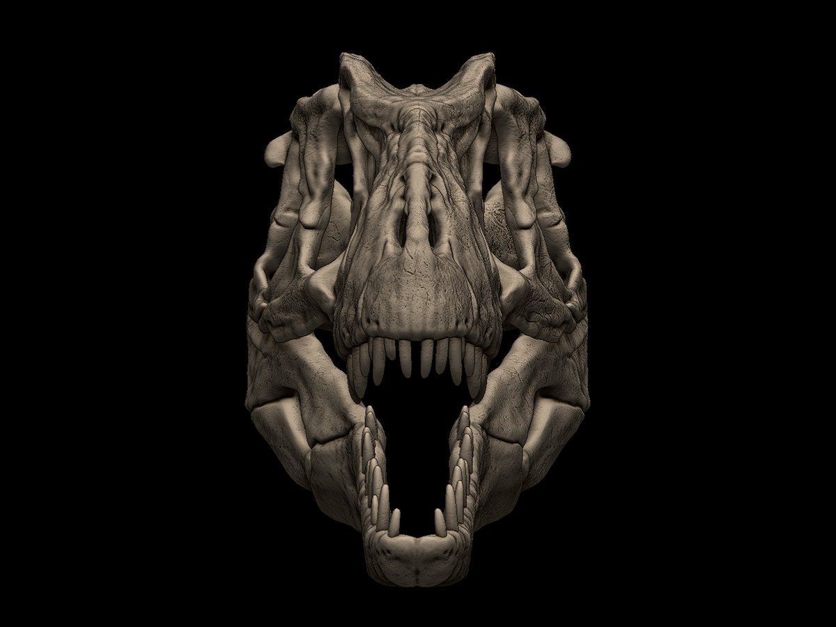 Regentaucher1's tweet photo. @YutyTyrant After an quick Google search on yangchuanosaurus skull front-views a few days ago when the design was revealed this was literally the only picture showing an actual front-view (no wonder JWE3s design looks like it does): https://t.co/wxV5F1LEqD