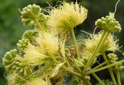 Phytotaxa's tweet photo. Albizia troosii, a new species of #Fabaceae: Caesalpinioideae #Endemic to the Soutpansberg, #SouthAfrica
#taxonomy
#newspecies
https://t.co/zAz3Dr0AzQ https://t.co/P7bVODwb2A