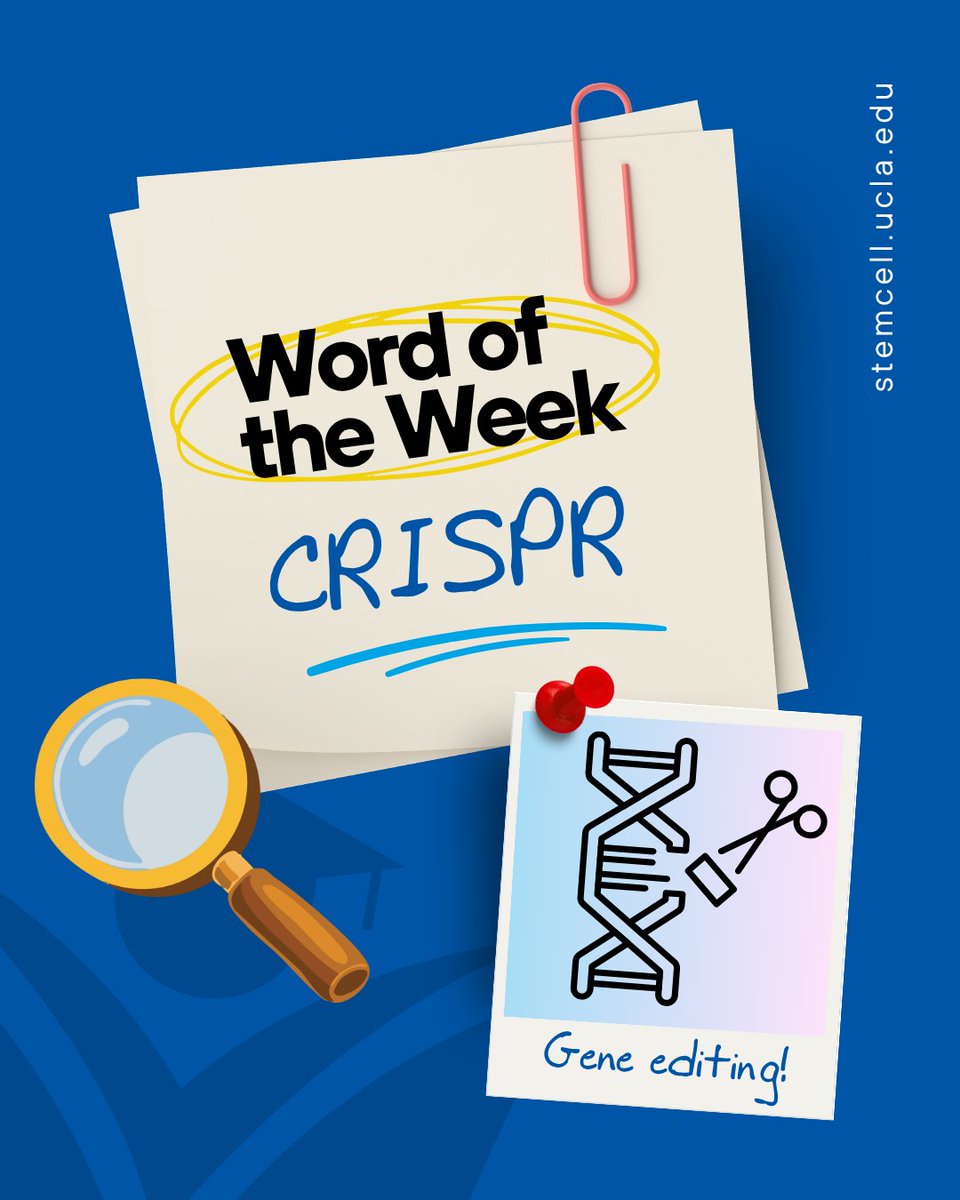 UCLAstemcell's tweet photo. The ability to alter DNA is central to several research projects at the BSCRC — from developing treatments for muscular dystrophy to engineering crops that are more nutritious and adaptable to climate change. CRISPR is one of the tools making that possible. 💪🌱 #StemCellResearch https://t.co/HKC6Ksbw5P