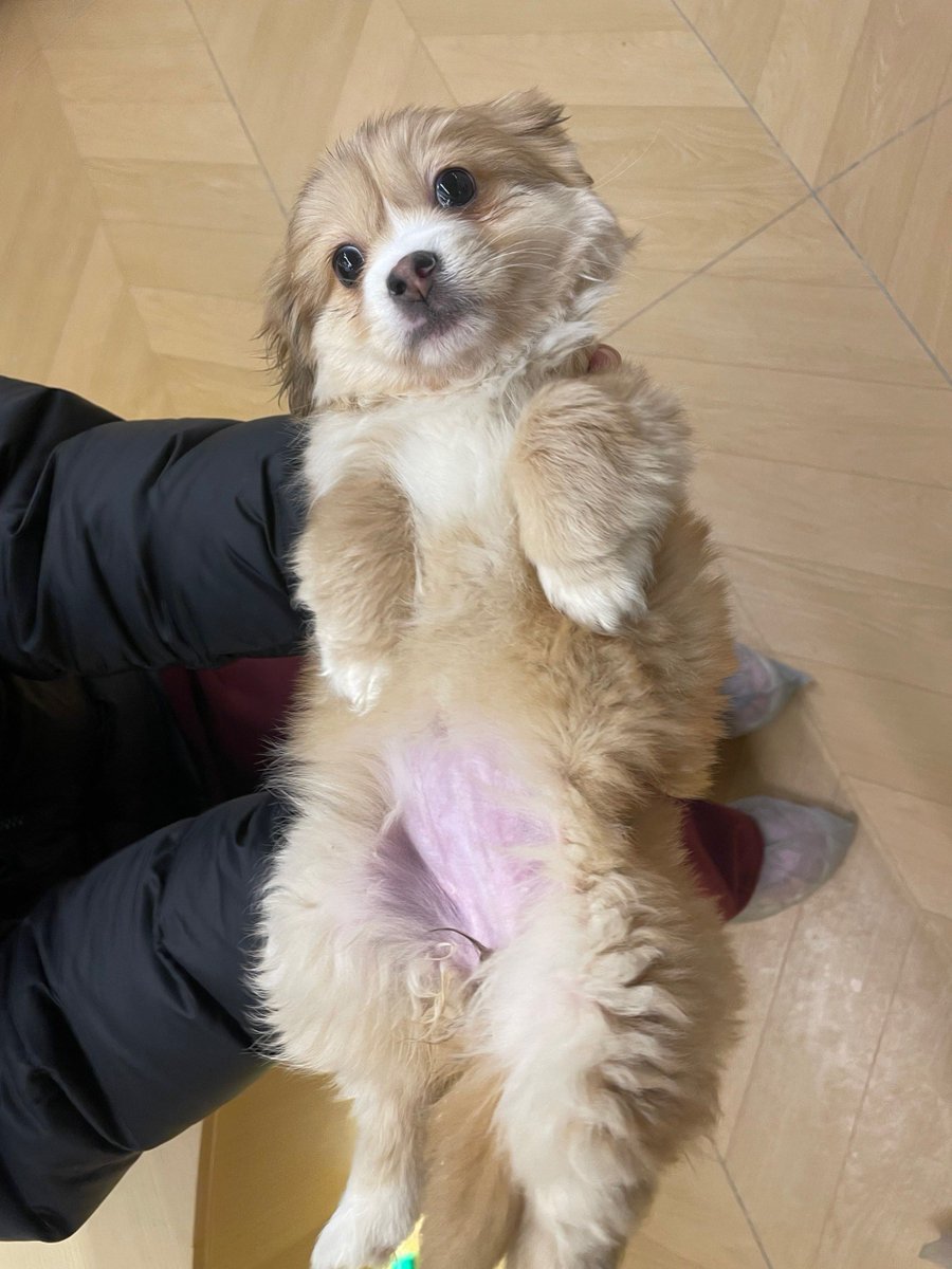 SolangeScoppuk's tweet photo. [Our tiny fluffy pup turned into a cuddly furball in just 6 months  Every silly step, every wag, worth every moment of love!]， https://t.co/SYwTE1L9WJ