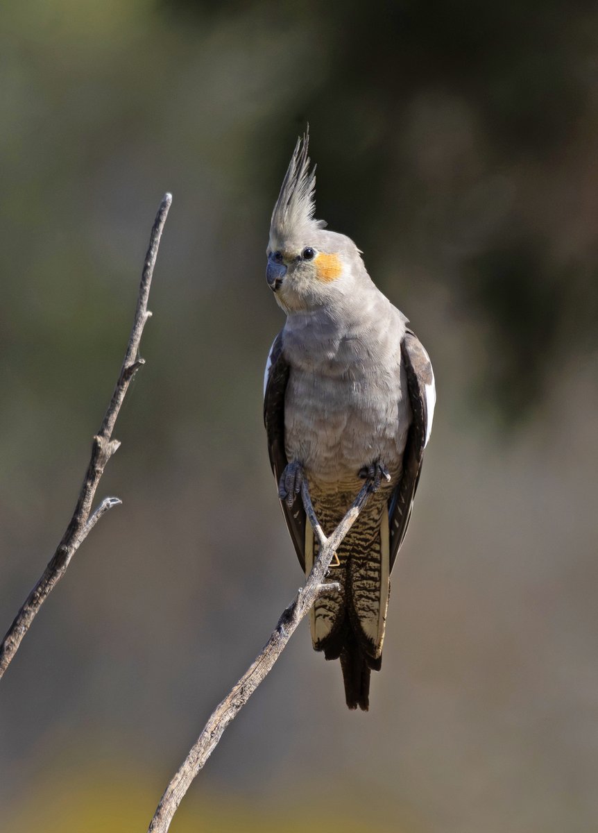 SandyHorne61's tweet photo. And the other cockatiel that landed in front of me and posed nicely at Kangaroo Dam at Gluepot. This is the female. https://t.co/5wTkGqk5Cu