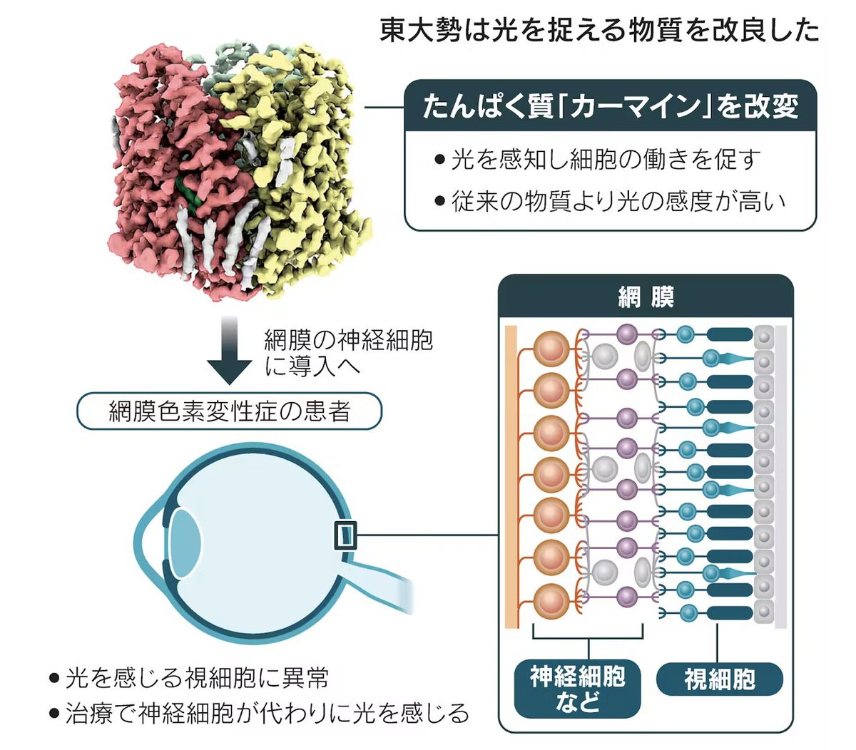 CeoImed's tweet photo. ｢ノーベル賞候補　光遺伝学で目の治療へ｣
 
･ 東大などは光で細胞の働きを操作する光遺伝学（オプトジェネティクス）の実用化にメドをつけた
･ 目の網膜治療など医療への応用を狙う
･ まずは遺伝性の目の難病「網膜色素変性症」を対象に、治験の実施を目指す
 
https://t.co/W3SyMeBSmf https://t.co/RMzesrqd2V