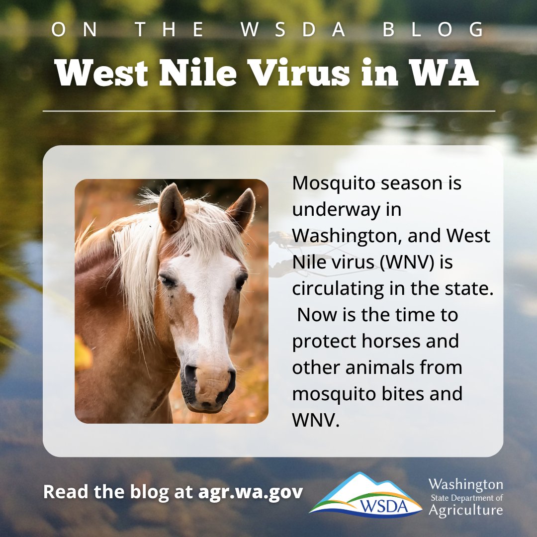 WSDAgov's tweet photo. 🦟 West Nile Virus is active in WA this  season. Protect your animals and self. Read more in our blog at https://t.co/92IRH6ygeW https://t.co/nGn5UJQnWJ