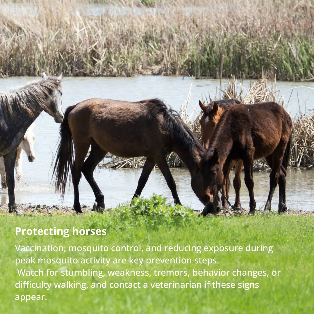 WSDAgov's tweet photo. 🦟 West Nile Virus is active in WA this  season. Protect your animals and self. Read more in our blog at https://t.co/92IRH6ygeW https://t.co/nGn5UJQnWJ