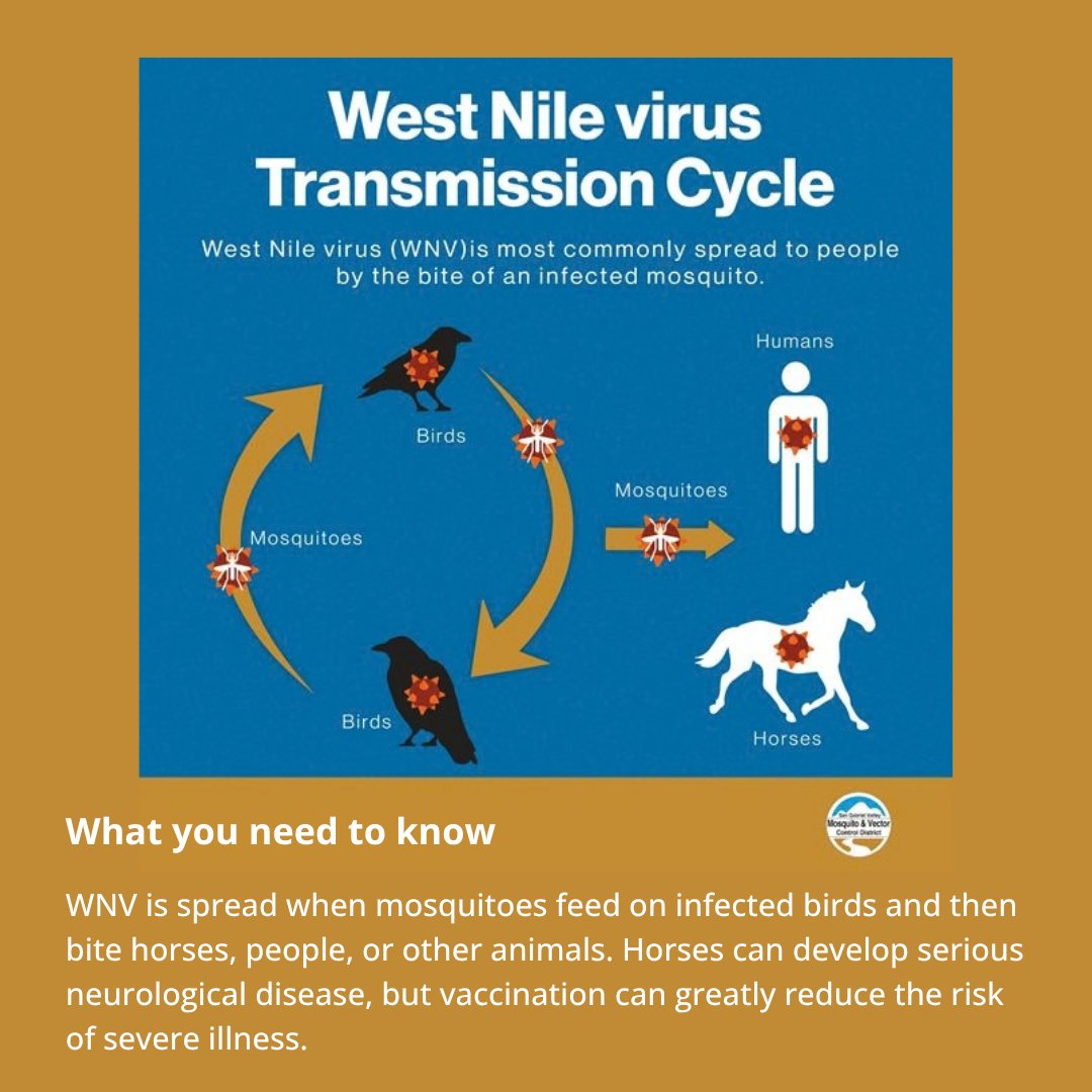 WSDAgov's tweet photo. 🦟 West Nile Virus is active in WA this  season. Protect your animals and self. Read more in our blog at https://t.co/92IRH6ygeW https://t.co/nGn5UJQnWJ