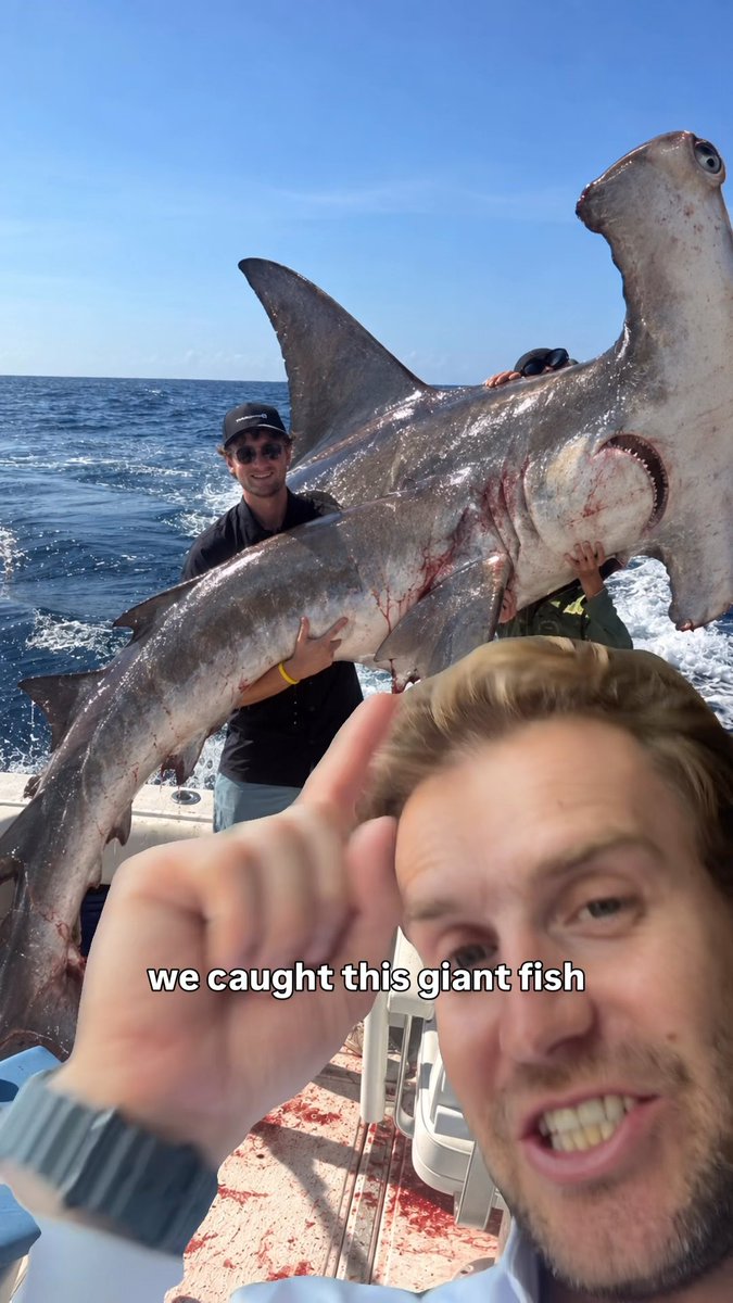 A smiling man in the foreground gives a thumbs up while behind him another person holds up a massive hammerhead shark on a boat, with the caption 'we caught this giant fish'.