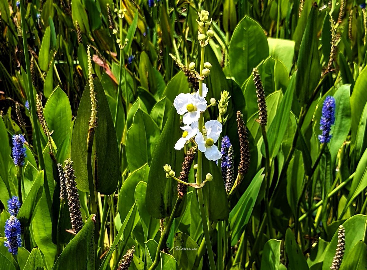 RocDrAdventures's tweet photo. A little beauty in the urban landscape of Washington DC. I believe this is the Common Arrowhead with Purple Pickerel. Let me know if I am off base. Enjoy the flowers today. #photo #photography #NaturePhotography #flowerphotography #BloomScrolling #FlowerFriday #FlowersOnFriday https://t.co/mL0xMwTayc