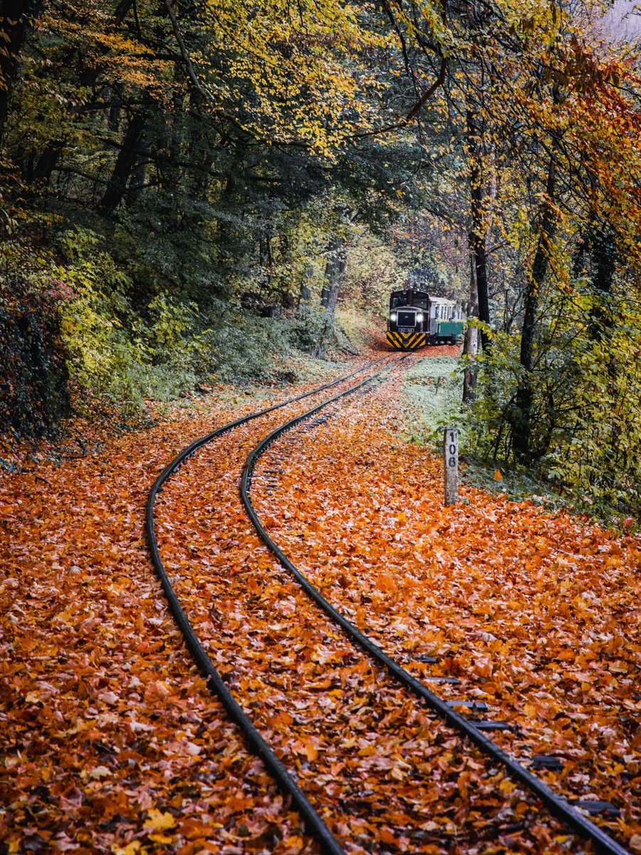 LQ_Bardstown's tweet photo. All aboard the #FallBreakExpress! See the #fallcolors by train and book a rail excursion with the #KentuckyRailwayMuseum. This 90-minute train ride is perfect for entertaining the whole family with beautiful scenery and history. https://t.co/5q4CTJZrlT https://t.co/7KbWYhYkNZ