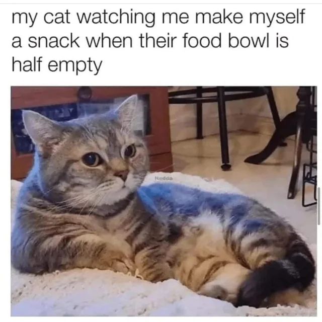 TweetsOfCats's tweet photo. https://t.co/OxZNEJKyvi