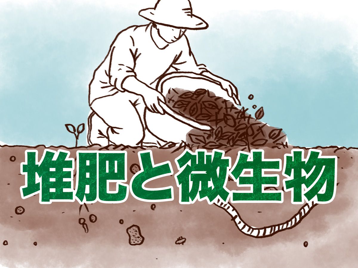 agri_mynavi's tweet photo. ＼ノウカノタネつるちゃんが解説／
ふかふかの土を目指す！　堆肥と微生物の考え方

堆肥を入れると土がふかふかになるといわれますが、それはなぜなのでしょうか。そもそも堆肥とは何なのか、見ていきましょう💡 
https://t.co/89n8gtVvfA https://t.co/rahjST5zeO