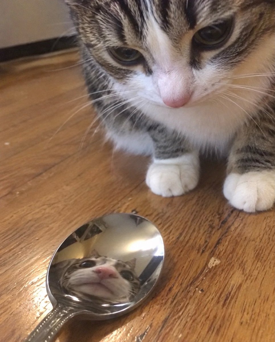 catsworldaura's tweet photo. https://t.co/2F6I4Y9Zex