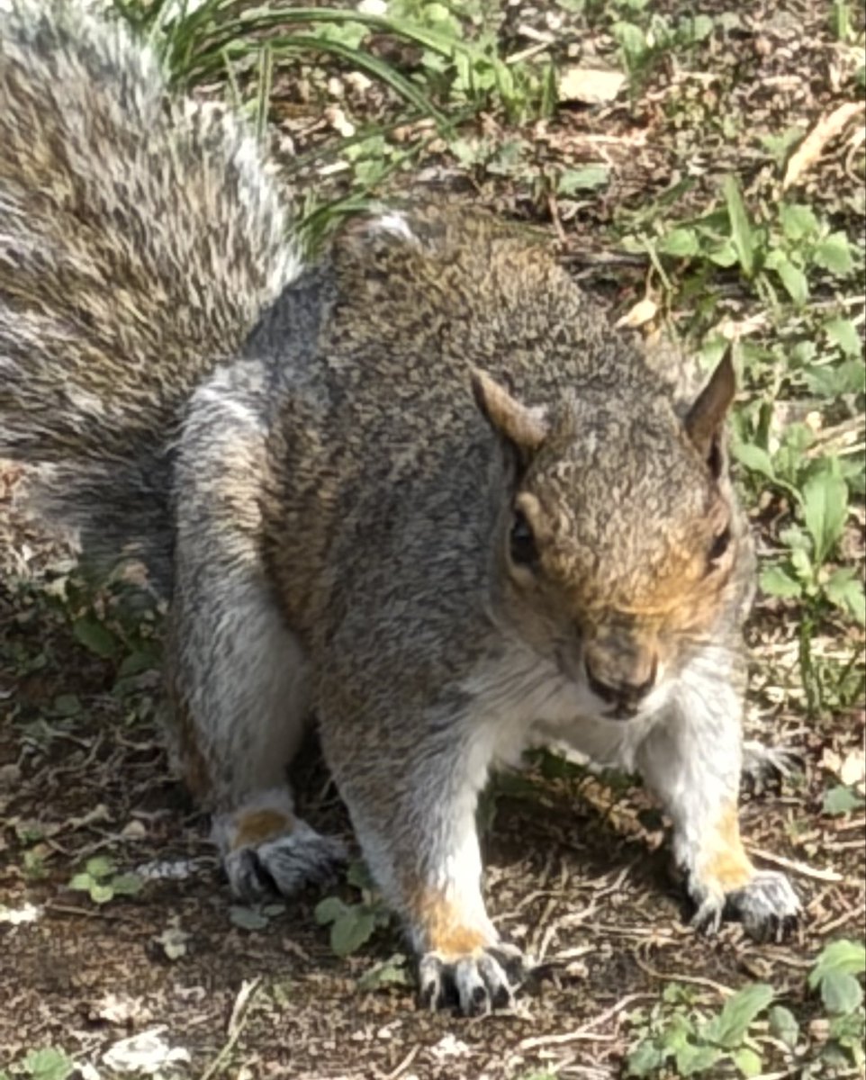 BromptonBunch's tweet photo. Tufty appeared again. I don’t see her for ages & then she suddenly appears. I think I’ve known her for five or six years. #SquirrelScrolling https://t.co/k3T4dbbo1l