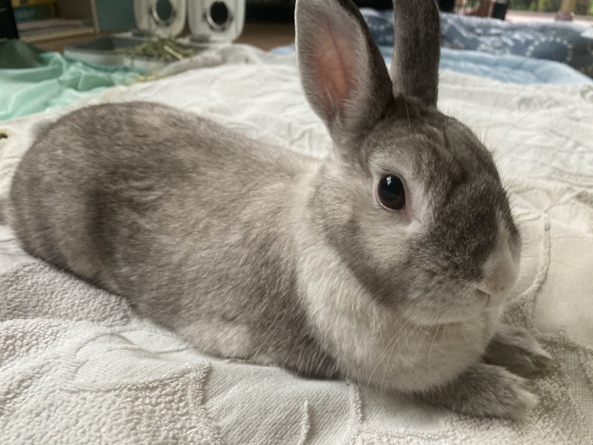 sekine460's tweet photo. おはようございます🐰
今日も雨です
先週末の大雨で大村市の萱瀬ダムは貯水率が100%に回復したそうです。
降りすぎても困るし降らなくても困るし。
ウチのうさぎは庭んぽできないのでむぅーな気持ちです。
#うさぎ
#ウサギ
#天気 https://t.co/HJLavPQdp5