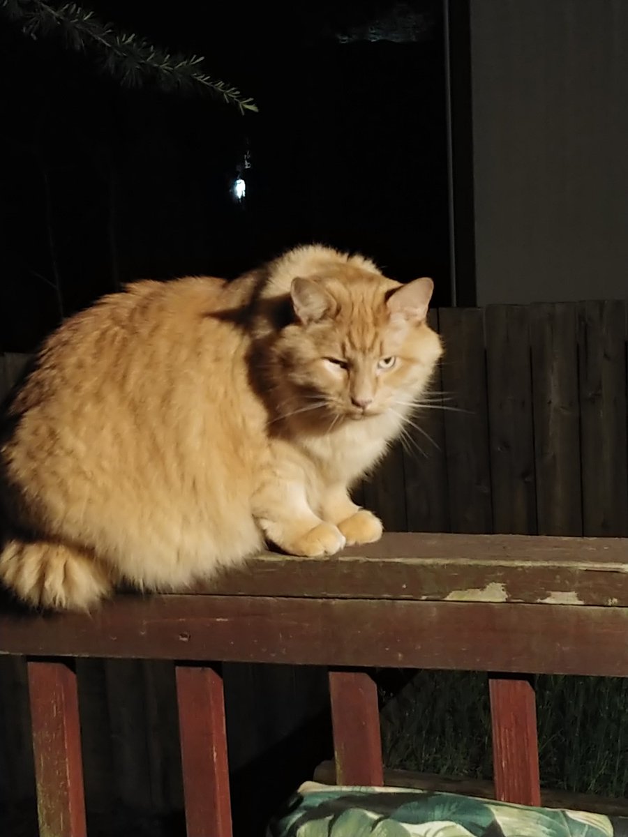 KNessJM's tweet photo. RIP to Bob the cat. He was very sweet, extremely fluffy, and had a good, lazy life like any housecat should. https://t.co/aNHPXjbWsJ