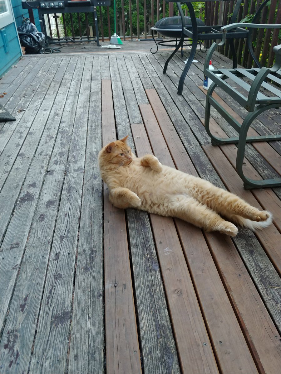 KNessJM's tweet photo. RIP to Bob the cat. He was very sweet, extremely fluffy, and had a good, lazy life like any housecat should. https://t.co/aNHPXjbWsJ