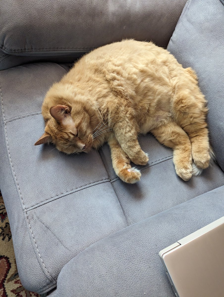 KNessJM's tweet photo. RIP to Bob the cat. He was very sweet, extremely fluffy, and had a good, lazy life like any housecat should. https://t.co/aNHPXjbWsJ